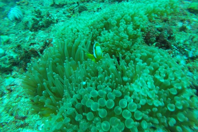 Bali Blue Lagoon Snorkeling Ticket And Transfer - Transfers and Timing: Plan a Half-Day, Not Just 2 Hours