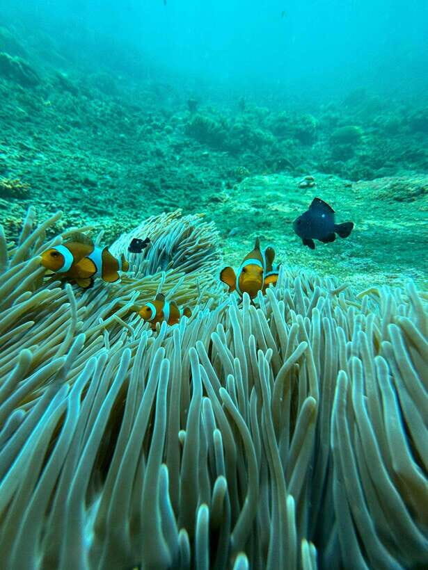 Bali: Blue Lagoon Snorkeling, Waterfall, and Plantation - Two Snorkeling Bays: Why Blue Lagoon and Tanjung Jepun Are a Good Pair
