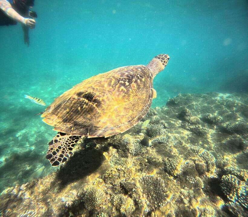 Bali: Blue Lagoon Snorkeling, Waterfall, and Plantation - Blue Lagoon: Clear Water, Coral Views, and the Crowds Question