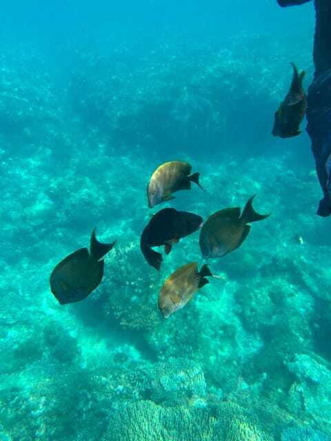 Bali: Blue Lagoon Snorkeling, Waterfall, and Plantation - Price and Value: Is $16 a Good Deal?