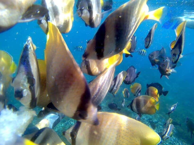 Bali: Blue Lagoon Snorkeling & Waterfall Tour - Morning Pickup and a Plan That Packs Three Big Nature Stops