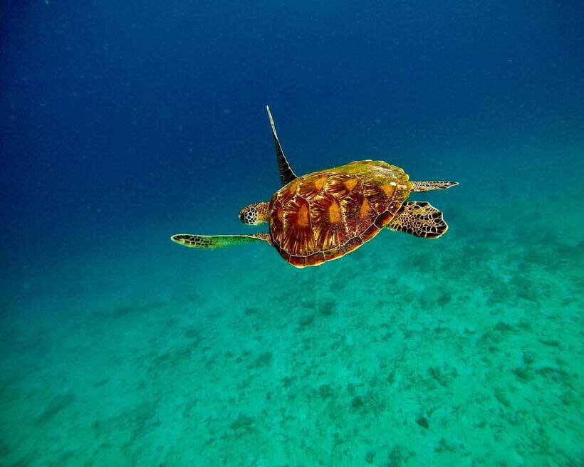 Bali: Blue Lagoon & Tanjung Jepun Snorkeling & lunch - Price and value: what $50 really buys in a full-day setup