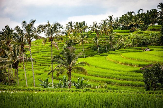 Bali Cheap Tour Packages 3 Days - Should You Book This Bali Cheap Tour Package for 3 Days?