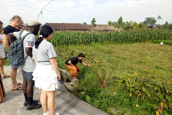 Bali Cooking Class and Ubud Sightseeing Tour - Should you book this Bali Cooking Class and Ubud Sightseeing Day?