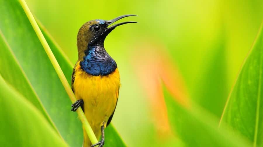 Bali: Countryside Bird Watching Tour with Hotel Transfer - Key things to love about this Ubud birding tour