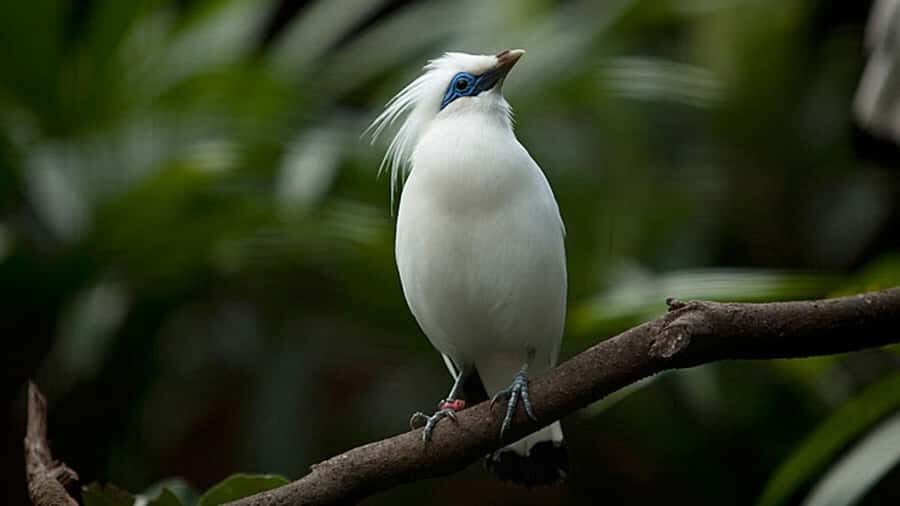 Bali: Countryside Bird Watching Tour with Hotel Transfer - Tjampuhan Ridge: where listening turns into spotting