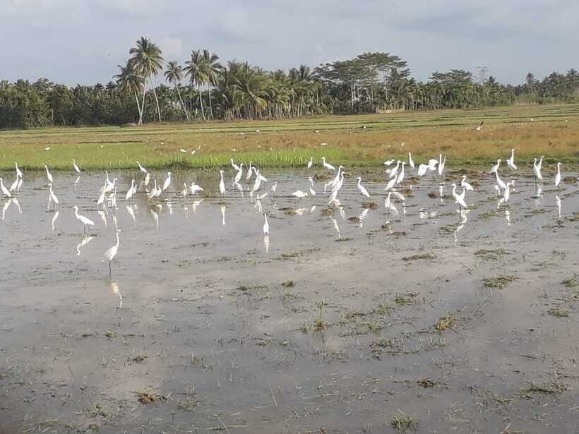 Bali: Countryside Bird Watching Tour with Hotel Transfer - Binoculars, telescope, and guide skills that actually help you