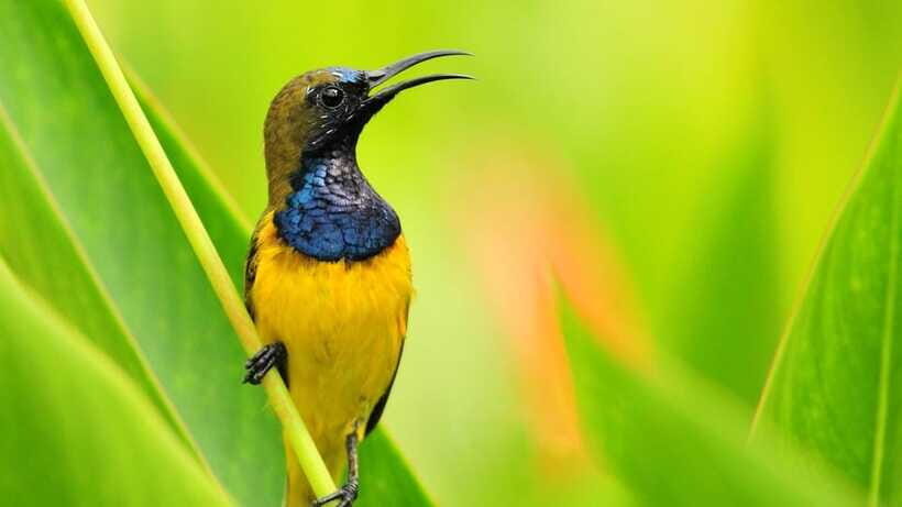 Bali: Countryside Bird Watching Tour with Hotel Transfer - Price and value: what $48 includes and why it can be worth it