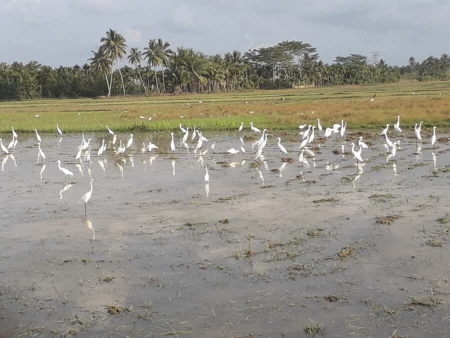 Bali: Countryside Bird Watching Tour with Hotel Transfer - The 5-hour route: rice terraces, ridge walks, and Petulu Village