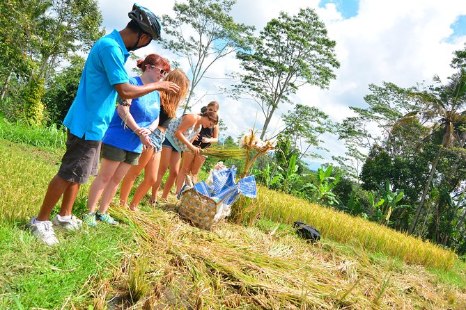 Bali Countryside Cycling Tours - Coffee plantation culture and the civet-coffee warning