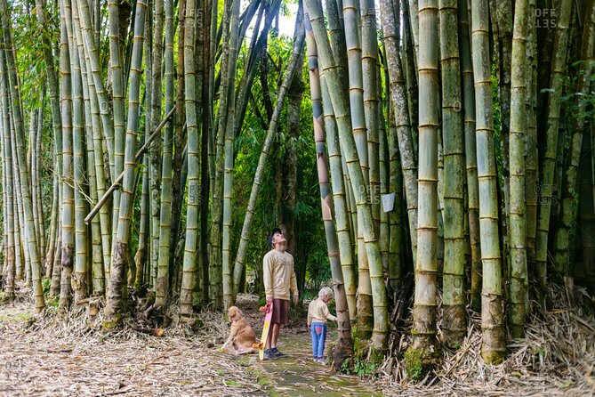 Bali Cultural Heritage Bamboo Forest Tour (Private All Inclusive) - The sacred bamboo forest at Penglipuran: a calm walk with real botany
