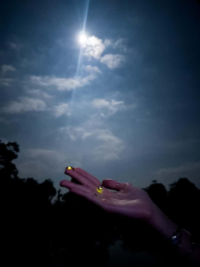 Bali: Cultural Ritual, Local Cuisine & Firefly Adventure - Firefly watching in Bali: what to expect and how to make it work