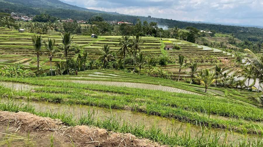 Bali: Customise your Bali Tour with Driver-Guide - Ubud’s Sacred Monkey Forest: wildlife, temples, and a little chaos