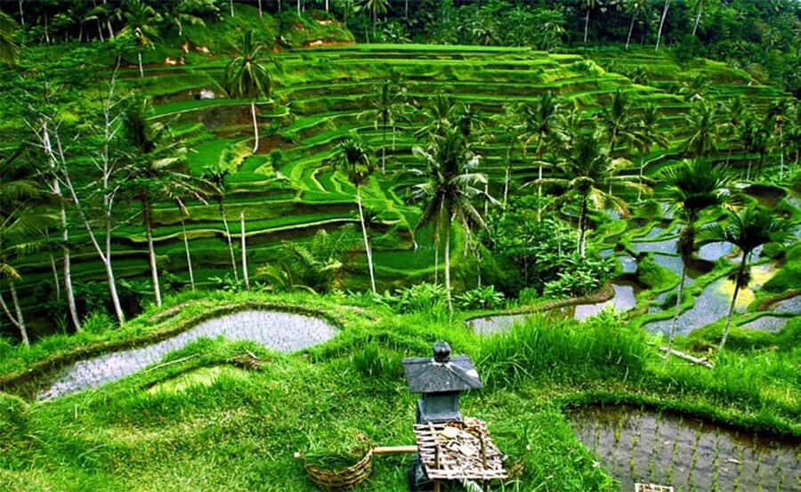 Bali : Customised Private Tour with Car Charter - What’s Included (and What You’ll Need to Pay Separately)