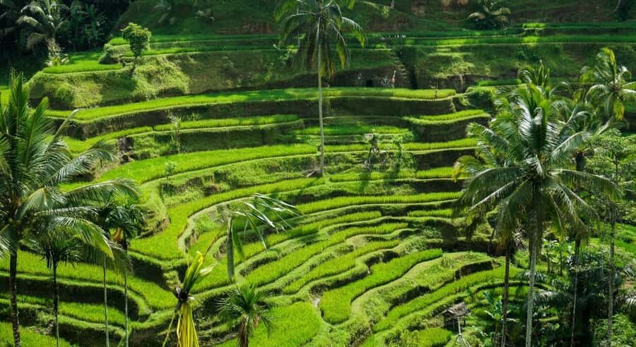 Bali: Customised Ubud Tour with Profesional Tour Guide - How the private 10-hour setup works in Ubud (and nearby areas)