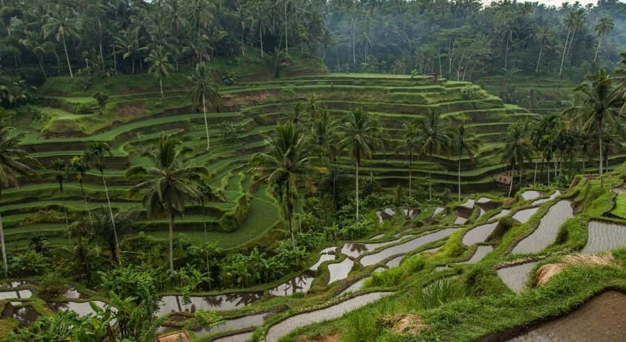 Bali: Customised Ubud Tour with Profesional Tour Guide - Ubud Monkey Forest: temple complex plus animal sanctuary rules