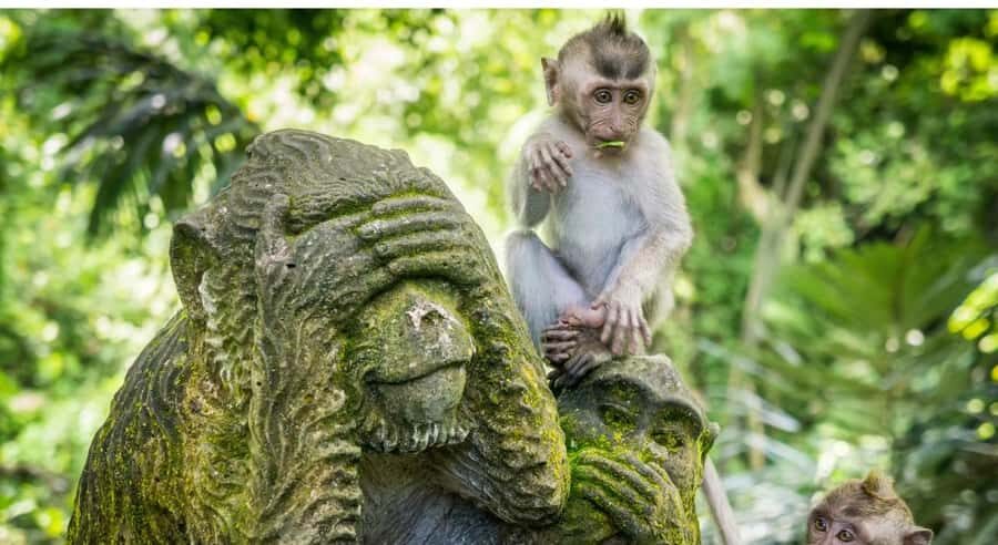 Bali: Customised Ubud Tour with Profesional Tour Guide - Coffee plantation visits: a break that also adds local flavor
