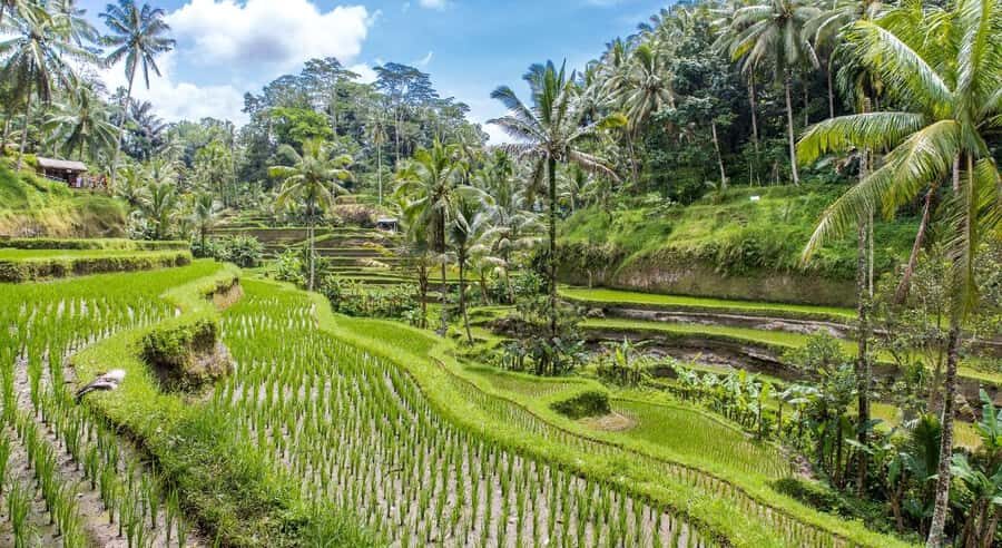 Bali: Customised Ubud Tour with Profesional Tour Guide - Waterfalls like Tegenungan, Kanto Lampo, and Tibumana: what to expect from the outdoor part