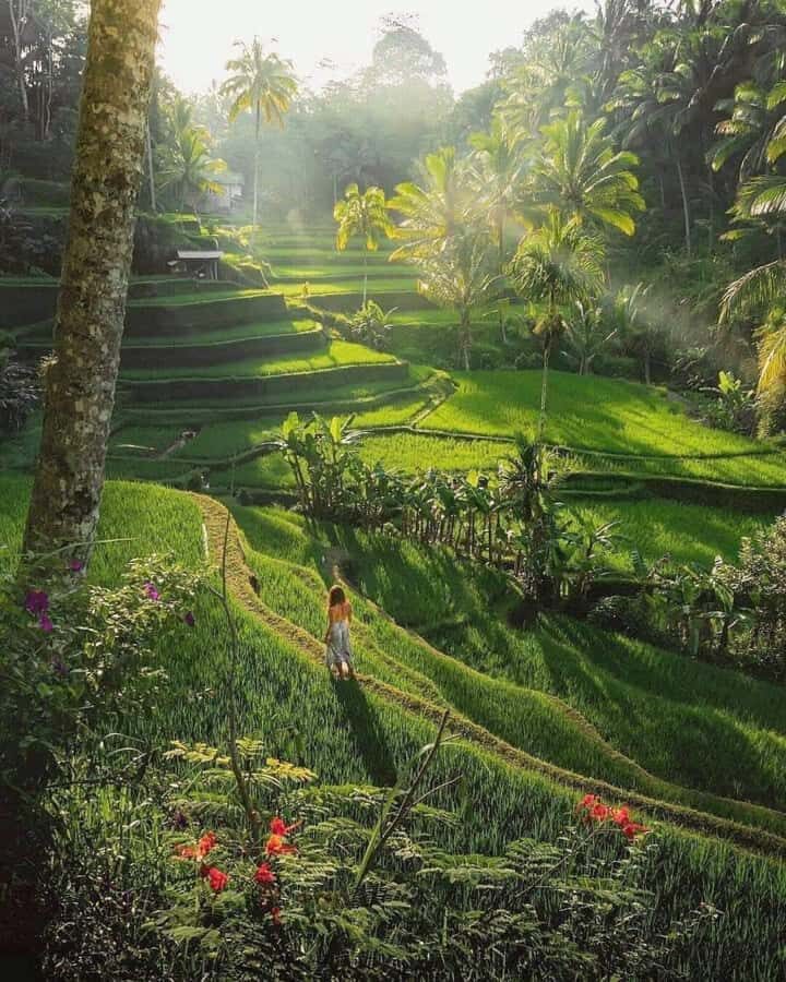 Bali : Design Your Customize Trip with Private Driver - Key highlights at a glance