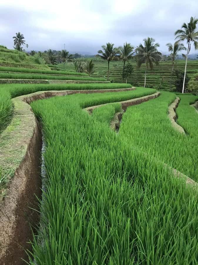 Bali : Design Your Customize Trip with Private Driver - Who this private Bali day tour fits best