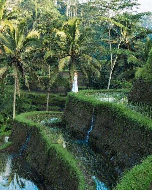 Bali : Design Your Customize Trip with Private Driver - North and middle Bali: Beratan, Taman Ayun, Handara, Tanah Lot, and Jati Luwih
