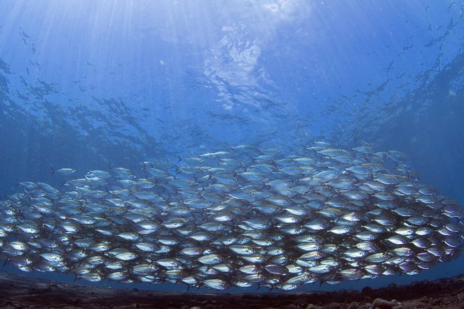 Bali Diving Day Trip-Manta Point/Tulamben Shipwreck-Fun Dive - The $95 Value: What’s Included and What Might Cost Extra