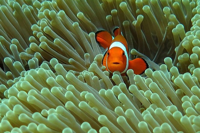 Bali Diving for Beginners: Tulamben Liberty Wreck - Key highlights at a glance