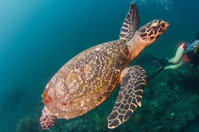 Bali Diving for Beginners: Tulamben Liberty Wreck - USS Liberty Wreck: Why this is such a smart beginner target