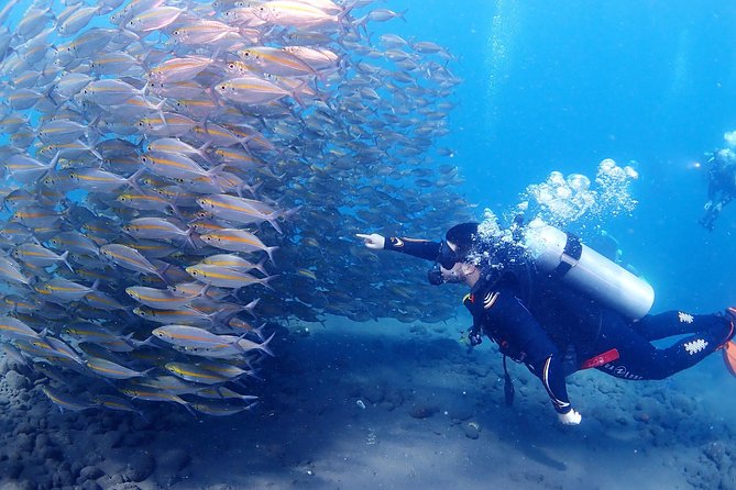 Bali Diving for Beginners: Tulamben Liberty Wreck - Price and value: what you’re really paying for at $89