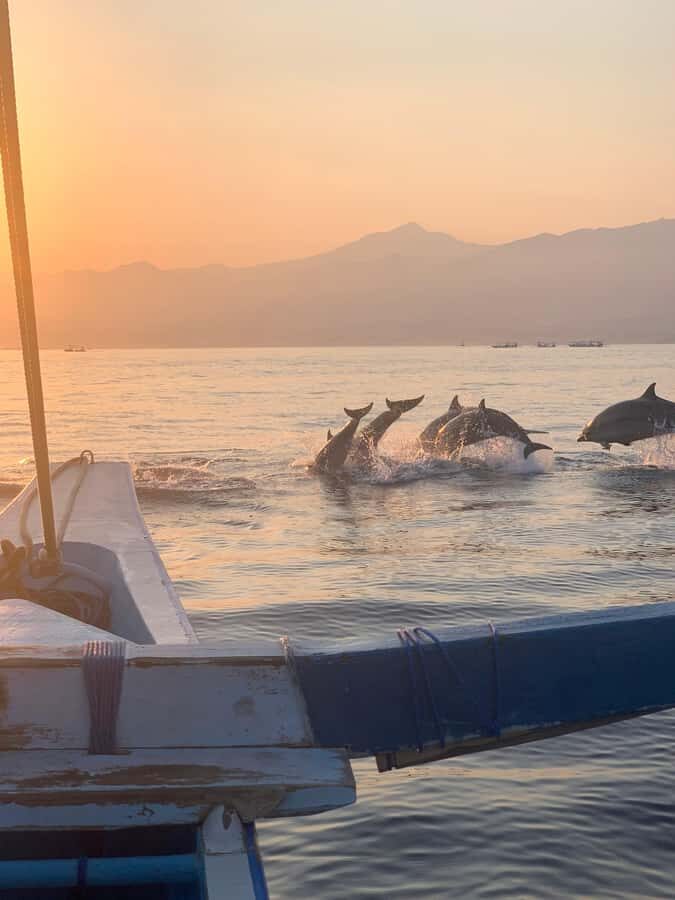 Bali: Dolphin Watching, Snorkeling, and Munduk Day Tour - Key points worth knowing