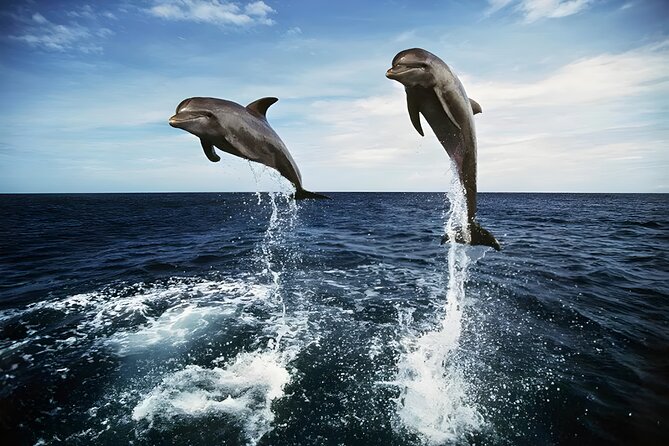 Bali Dolphin Watching Sunrise Tour in Lovina Beach - The 3:00 a.m. Start: How to Make the Early Wake-Up Pay Off
