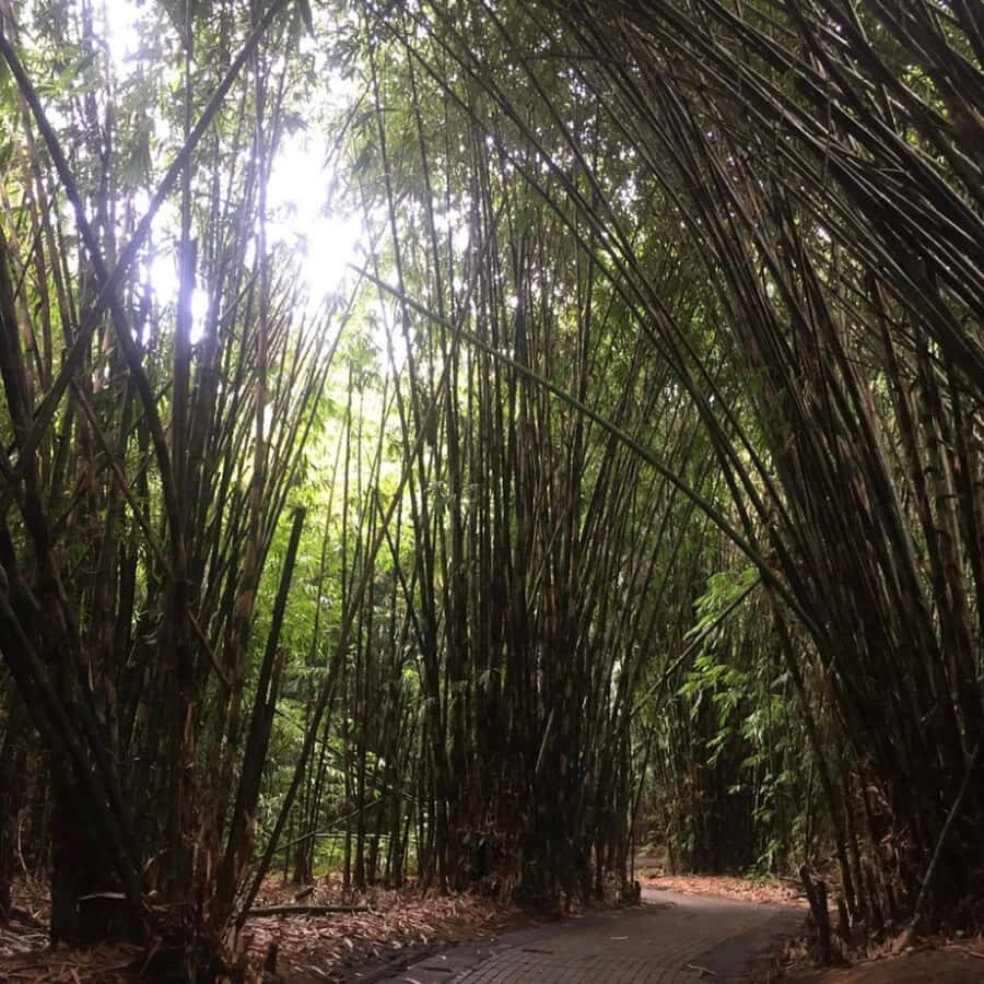 Bali : Eastern Bali and Pura Besakih Temple Tour - Tukad Cepung cave waterfall: the most memorable walk of the day