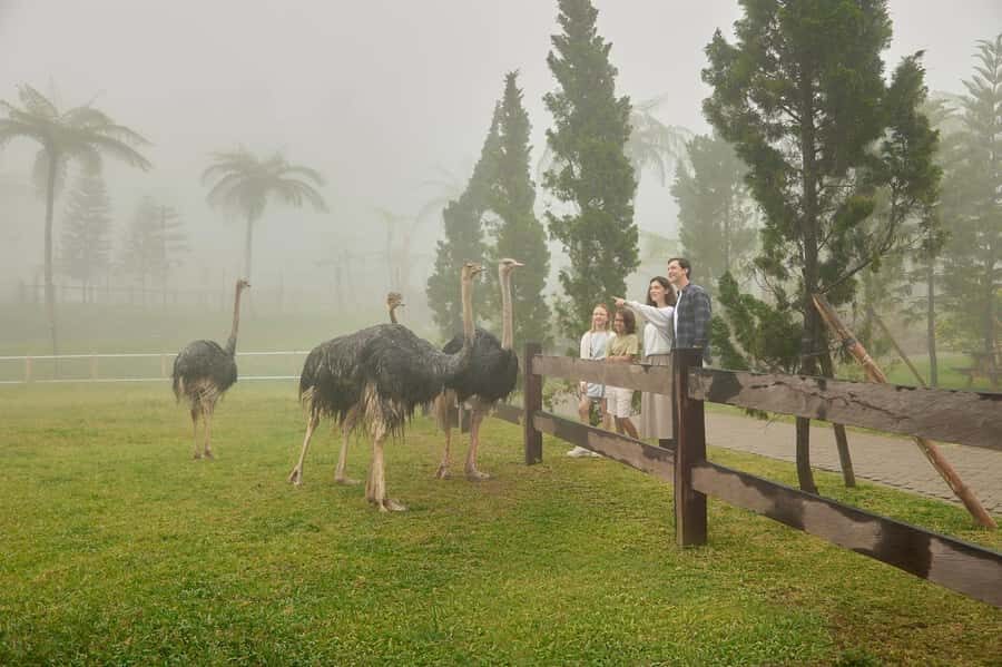 Bali: Farm House Experience with Entry Ticket & Options - Picnic at the farm: blanket, juice, and local-style comfort