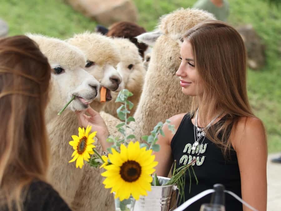 Bali: Farm House Experience with Entry Ticket & Options - Choose your add-on: donkey picnic, donkey walk, or alpaca brunch