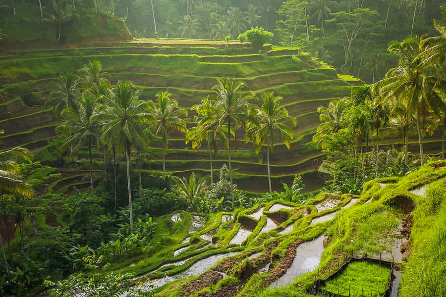 Bali: Full-Day Instagram Highlights Tour - Who this tour suits best (and who should skip it)