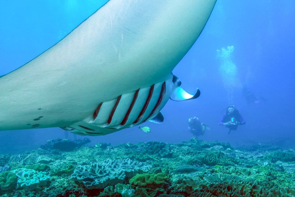 Bali: Full-Day Snorkeling Trip to Nusa Penida & Manta Point - Price and Value: Is $140 Fair for What You Get?