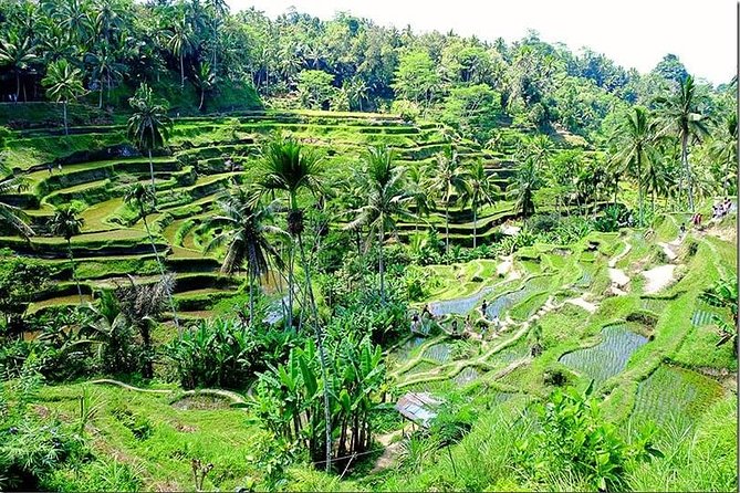 Bali Full Day Tour - North West Bali tour (Taman Ayun, Ulun Danu Beratan, Candikuning, Jatiluwih, Tanah Lot)