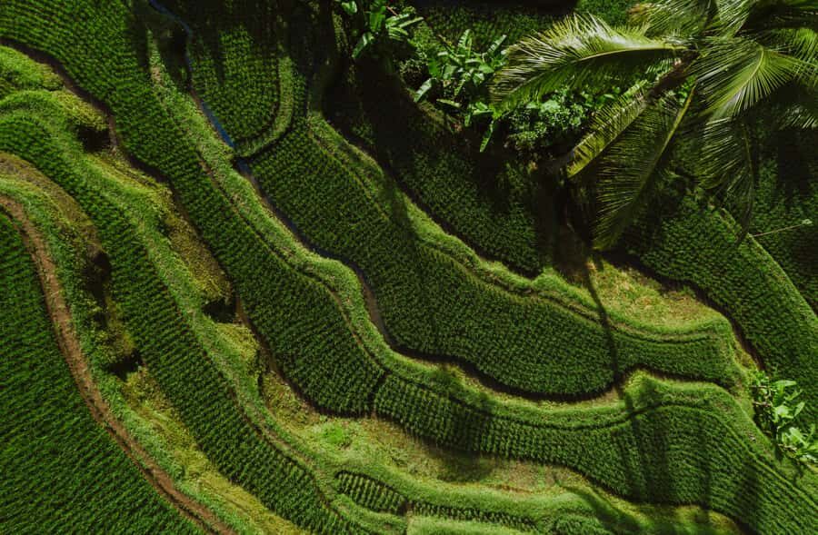 Bali: Griya Taman Beji Waterfall with Optional Ubud Tours - Tirta Empul: water-temple spirituality and the one rule that matters