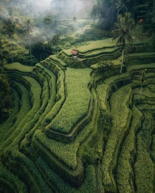 Bali : Highlight of Ubud Culture, Temple and Batur Volcano - Tegalalang Rice Terraces: Views that also cool you down