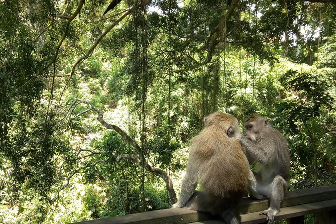 Bali Holy Bathing Ritual and Ubud Highlights tour - How the private Bali day runs (and why it matters)