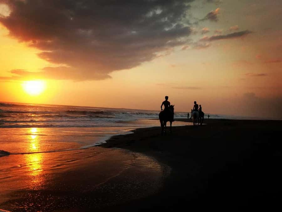 Bali: Horse Riding on Pigstone Beach and in the Rice Fields - Quick take: what makes this ride work