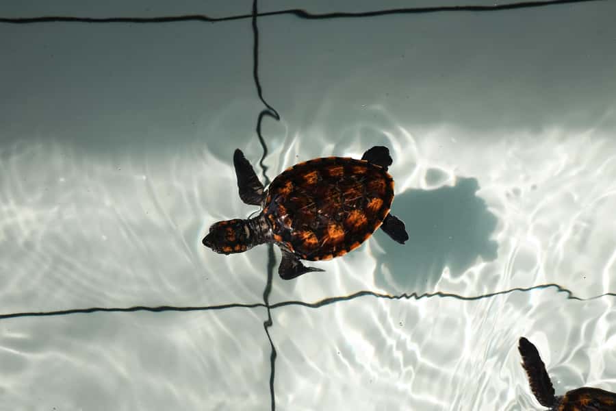 Bali: Horse Riding & Turtle Release Experience at Saba Beach - Quick takeaways before you go