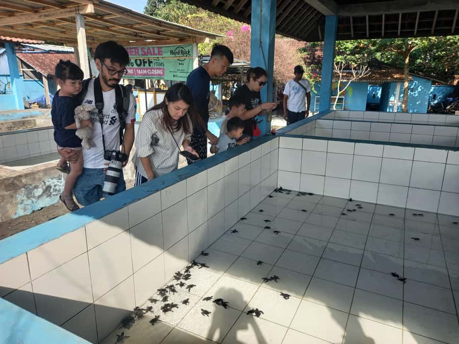 Bali: Horse Riding & Turtle Release Experience at Saba Beach - FAQ