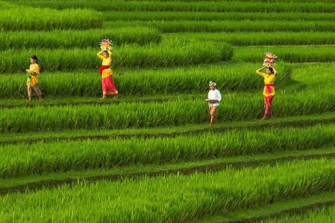 Bali Iconic Tour with Buffet Lunch and Attraction Tickets - Kintamani highlands: Mt. Batur and Lake Batur in one viewpoint