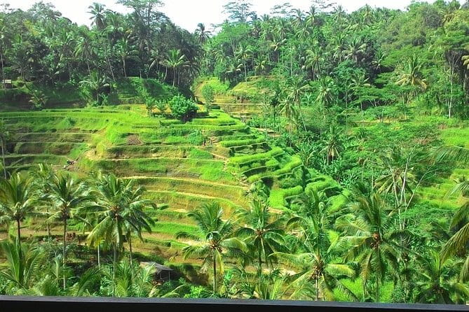 Bali in 1-Day : Rice Terrace, Volcano, Tanah lot - All Inclusive - Pickup timing: how the start day schedule actually feels