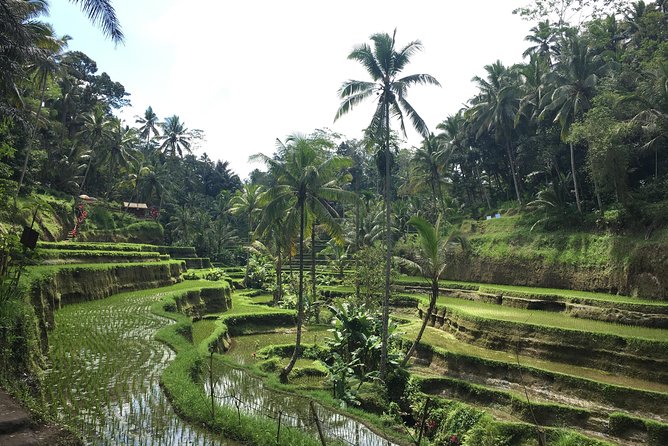 Bali Individual Route With Private English Speaking Driver - Price and value: what $32.83 per person buys you (and what it doesn’t)