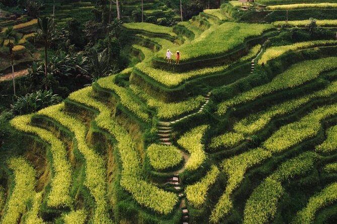 Bali Instagram Tour - All Inclusive - Tegalalang Rice Terrace at Golden Time: Irrigation Facts and Photo Light