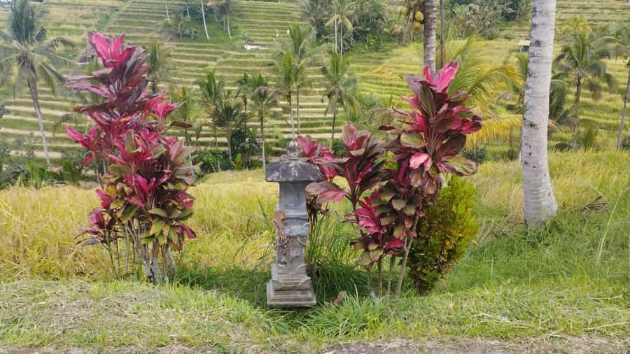 Bali: Jatiluwih Full-Day E-Bike and Trekking Tour - Jatiluwih on an e-bike: why this route works