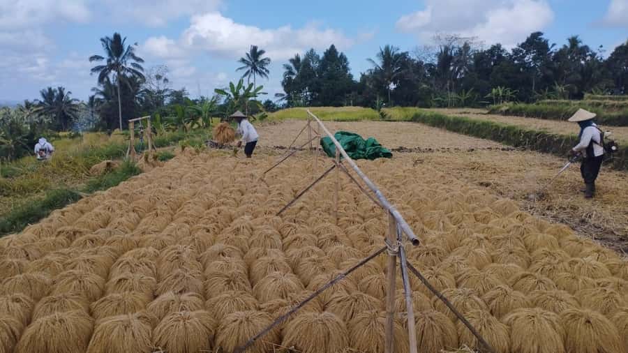 Bali: Jatiluwih Full-Day E-Bike and Trekking Tour - The Jatiluwih rice terraces: UNESCO views plus everyday farm reality