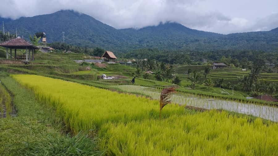 Bali: Jatiluwih Full-Day E-Bike and Trekking Tour - Lunch in the rice terraces: the break that still feels like the experience